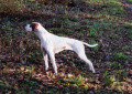 Pedigree TWINGO DES LANDES DU PECH Pedigree TWINGO DES LANDES DU PECH